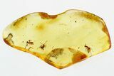 Three Detailed Fossil Ants (Formicidae) In Baltic Amber #307667-1